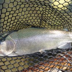 フィッシングレイクたかみや 釣果