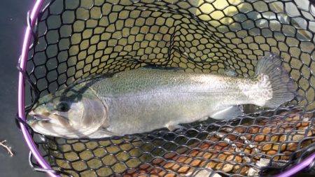 フィッシングレイクたかみや 釣果