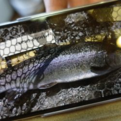 フィッシングレイクたかみや 釣果