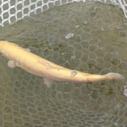 フィッシングレイクたかみや 釣果