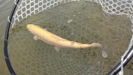 フィッシングレイクたかみや 釣果