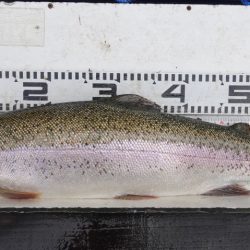 フィッシングレイクたかみや 釣果