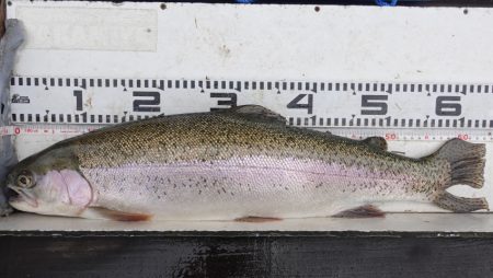 フィッシングレイクたかみや 釣果