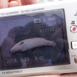 フィッシングレイクたかみや 釣果