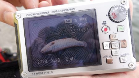 フィッシングレイクたかみや 釣果