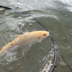 フィッシングレイクたかみや 釣果