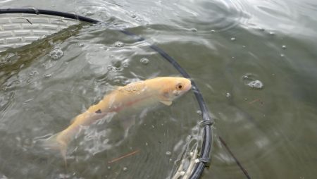 フィッシングレイクたかみや 釣果