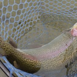 フィッシングレイクたかみや 釣果