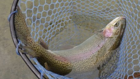 フィッシングレイクたかみや 釣果