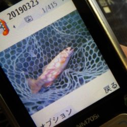 フィッシングレイクたかみや 釣果