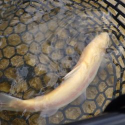 フィッシングレイクたかみや 釣果