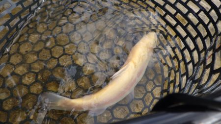 フィッシングレイクたかみや 釣果