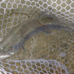 フィッシングレイクたかみや 釣果