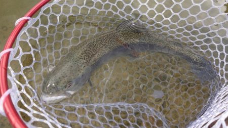 フィッシングレイクたかみや 釣果