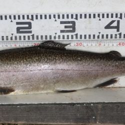 フィッシングレイクたかみや 釣果