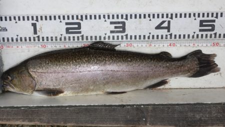 フィッシングレイクたかみや 釣果