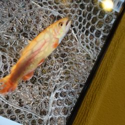 フィッシングレイクたかみや 釣果