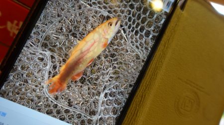 フィッシングレイクたかみや 釣果