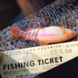 フィッシングレイクたかみや 釣果