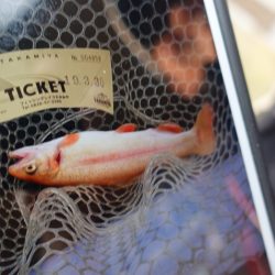 フィッシングレイクたかみや 釣果