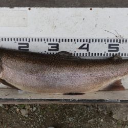 フィッシングレイクたかみや 釣果