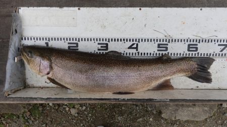 フィッシングレイクたかみや 釣果