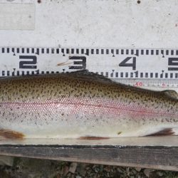 フィッシングレイクたかみや 釣果