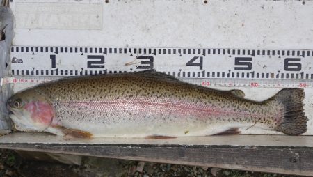 フィッシングレイクたかみや 釣果