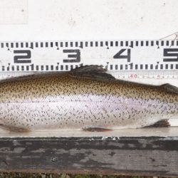 フィッシングレイクたかみや 釣果