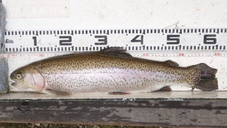 フィッシングレイクたかみや 釣果