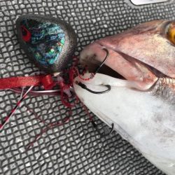 へいみつ丸 釣果