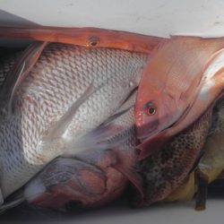 遊漁船 新鋭丸 釣果