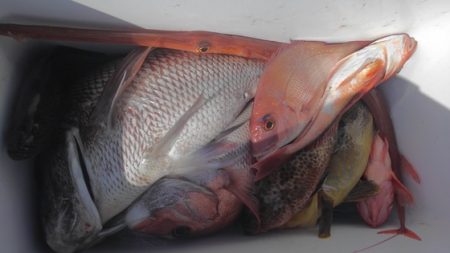 遊漁船 新鋭丸 釣果