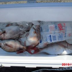 大進丸(新潟) 釣果