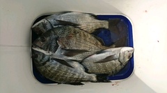 まこと渡船 釣果