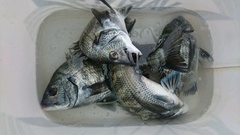 まこと渡船 釣果