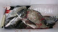 まこと渡船 釣果