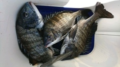 まこと渡船 釣果