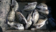 まこと渡船 釣果