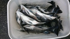 まこと渡船 釣果