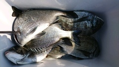 まこと渡船 釣果