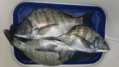 まこと渡船 釣果