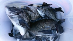 まこと渡船 釣果