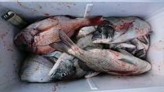 まこと渡船 釣果