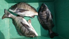 まこと渡船 釣果