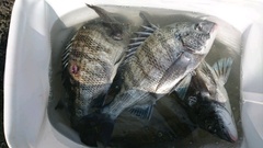 まこと渡船 釣果