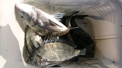 まこと渡船 釣果