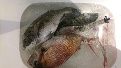 まこと渡船 釣果