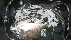 まこと渡船 釣果