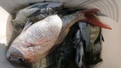 まこと渡船 釣果